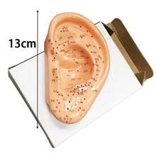 Modelo de oreja de acupuntura de 13 cm - Pantalla profesional de puntos de acupuntura, adecuado para acupuntores, estudiantes y práctica de tratamiento, mejor regalo para aprender acupuntura - Ver 2