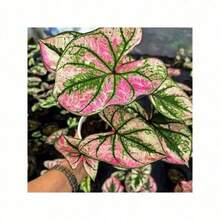 100 Hosta Plant, Perennial Flower Plant, Amazing Plant Plant, Herb Potted Plants - 100 - View 6