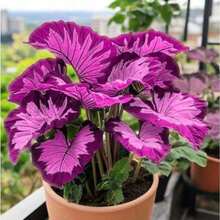 100 Elephant Ear Plant, Perennial, Hardy, Easy To Grow, Yard And Indoor/Outdoor Potted Surprise Plant Plant - 100粒種子 - 查看 4