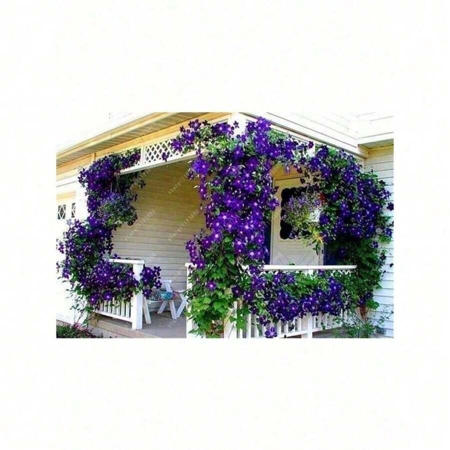 Outdoor Non-Transgenic Genetic Varieties Flowering Vine Flower Plant 50   DIY Family Garden Climbing Plants - 1 包 - 查看 1