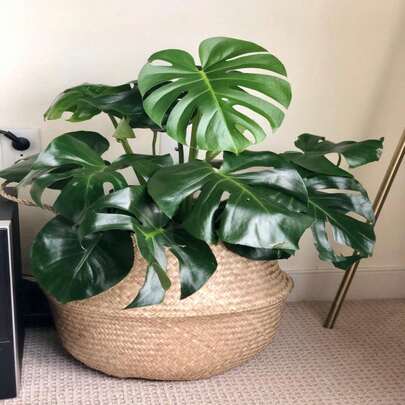 1pc Foldable Handwoven Basket, Bohemian Style Thickened Planter With Handle, Natural Wicker Material, Balcony Garden Indoor Decor Style, Bohemian Woven Pattern, Storage Planter For Small Potted Plants, Outdoor Greenery Landscaping Essential