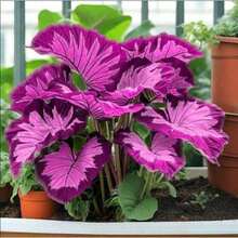 100 Elephant Ear Plant, Perennial, Hardy, Easy To Grow, Yard And Indoor/Outdoor Potted Surprise Plant Plant - 100粒種子 - 查看 5
