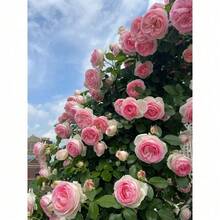 Pink Eden Climbing Rose Rare Antique Variety, Disease-Resistant, Low Maintenance Vine, Perfect For Vertical Gardens - 100 件 - 查看 2