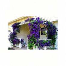 Outdoor Non-Transgenic Genetic Varieties Flowering Vine Flower Plant 50   DIY Family Garden Climbing Plants - 1 包 - 查看 2