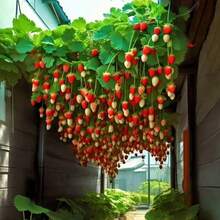 300 Year-Round Sweet And Fruity Strawberry Plants, Easy-Growing Traditional Varieties In Potted Plants Indoors And Outdoors, Pollinated Friendly Ornamental Plant Plants, All-Day Planting --- Each Package Comes With A Product Name Label - 300 hạt giống - Xem 1