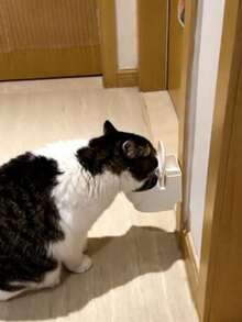 高档猫咪饮水器，壁挂式带盖，防溅防水，超可爱大号礼物 - 100毫升 - 查看 7