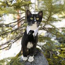 1pc Pet Collar Bow Tie Dog Collar Striped Collar Neckerchief Scarf Fake Collar Wet Towel Bow Tie - Multicolor - View 2