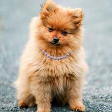 新款可调节奢华仿珍珠宠物项圈，时尚耐用，猫狗均适用 - 彩色 - 查看 4