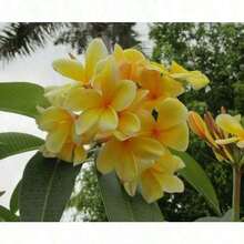 100pcs Plant Plumeria Rubra Plant For Home Garden Planting - 100 hạt giống - Xem 5