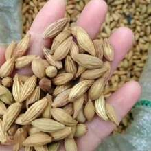 Seed100 Succulent Blue Apple Plant - 100 hạt giống - Xem 2