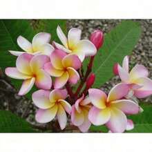 100pcs Plant Plumeria Rubra Plant For Home Garden Planting - 100 hạt giống - Xem 3