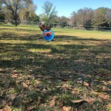 漂浮式狗狗宠物玩具，耐咬，户外训练运动投掷玩具，柔软 - 藍色 - 查看 6