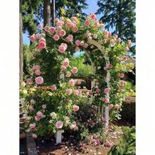 Pink Eden Climbing Rose Rare Antique Variety, Disease-Resistant, Low Maintenance Vine, Perfect For Vertical Gardens - 100 件 - 查看 7