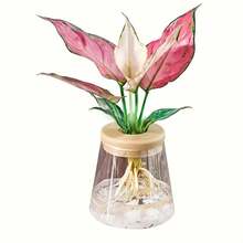 Clear Hydroponic Plant Vase 3pcs Clear Hydroponic Plant - Multicolor - View 5