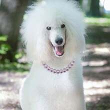 新款可调节奢华仿珍珠宠物项圈，时尚耐用，猫狗均适用 - 彩色 - 查看 6