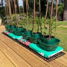 Tomato And Vegetable Growbag Pots For Improved Watering - Pack Of 6 - 1 - View 9