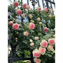 Pink Eden Climbing Rose Rare Antique Variety, Disease-Resistant, Low Maintenance Vine, Perfect For Vertical Gardens - 100 件 - 查看 8