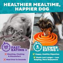 Outward Hound Fun Feeder Slo Bowl U2013 Large 4u2011Cup Capacity,Slow Feeding,Medium To Large Dogs,Nonu2011Slip,Orange,Swirl Pattern,(Pack Of 6) - MàuC - Xem 8
