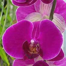 100 Fragrant Orchid Plant Cold-Resistant And Suitable For All Seasons, Ideal For DIY Gardens, Home Gardens, Flower Pots, And Courtyards - Makes A Great Gardening Gift - 100粒種子 - 查看 3