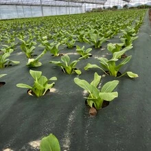 30英尺长加厚双层绿黑相间穿孔防草布，家庭花园/果园必备，透气透水，防止积水，美化庭院的同时有效抑制杂草生长。 - 綠黑打孔 - 查看 5