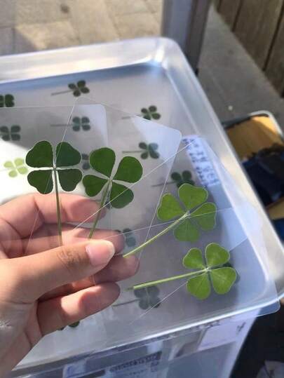 5/10/20 piezas Nuevas decoraciones de escritorio de trébol fresco, tarjetas de deseo transparentes de material acrílico minimalista con trébol de la suerte, tarjetas de trébol de la suerte transparentes, tarjetas acrílicas, marcadores de libros de deseo de la suerte minimalistas frescos, regalo curativo