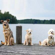 Adjustable Faux Pearl Luxury Cat/Dog Necklace, Minimalist Elegant Chic Style, Durable & Fashionable, Holiday Gift, Suitable For Daily Wear - Multicolor - View 5