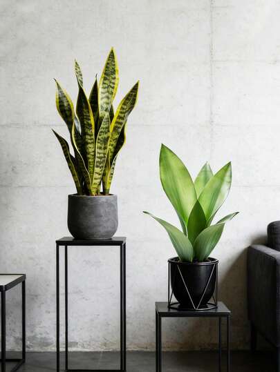 32/37cm Plantas de serpiente artificiales Hojas falsas de piel de tigre Suculentas falsas Agave tropical Sansevieria Piran de plástico Plantas perennes falsas para decoración del hogar, jardín, balcón y oficina Sin maceta 1 pieza