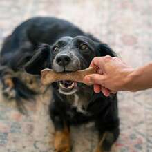 Wholesome Pride Natural &Amp; Healthy Dog Chews 2Pk For Small Dogs, Bacon Flavor, Made In The USA - ColorA - 查看 5