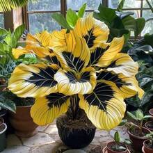 100 Plant Of C.Al.Ad..M H.O.S.Ta. Perennial Flower Indoor Flower Plant Bonsai Plant Tree Planting Plant Plant Gardening Planting Home Tree Cold-Resistant And Suitable For All Seasons, Ideal For DIY Gardens, Home Gardens, Flower Pots, And Courtyards - An Ideal Gardening Gift - 100粒種子 - 查看 3