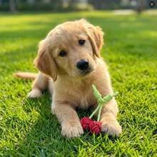 Pet Cotton Rope, Small Cat, Small Dog, Cherry Chew Toy, Anti-Bite Toy, Small & Medium Dog Toy, Knotted Toy - Multicolor - View 2