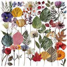 50 Pieces Of Retro Plant Specimens Creative Graffiti PET Stickers DIY Hand Book Mobile Phone Case Computer Waterproof Gift - View 1