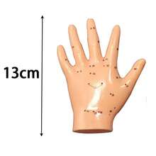 Modelo de oreja de acupuntura de 13 cm - Pantalla profesional de puntos de acupuntura, adecuado para acupuntores, estudiantes y práctica de tratamiento, mejor regalo para aprender acupuntura - Ver 8