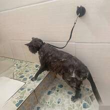 全新宠物洗澡约束套装，可调节宠物美容牵引绳/洗澡项圈，防止宠物逃脱。适用于猫狗洗澡/修剪/美容，防止它们跑丢。宠物美容用品。 - 彩色 - 查看 11