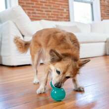 Juguete de perro relleno Outward Hound Double-Tuff, mediano de 4 pulgadas en verde - Pelota masticable dispensadora de golosinas para perros pequeños y medianos, rompecabezas interactivo para enriquecimiento y alimentación lenta - ColorA - Ver 8