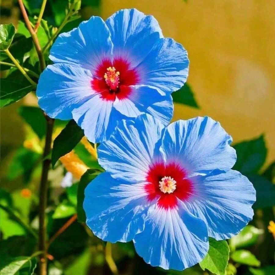 35+ Hibiscus Flowers Plant,Plant For Planting, Perennial Heirloom Non Genetically Modified Plant, Suitable For Home Gardening And Courtyard Planting - 35歲以上 - 查看 1