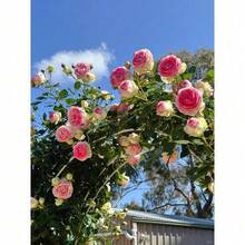 Pink Eden Climbing Rose Rare Antique Variety, Disease-Resistant, Low Maintenance Vine, Perfect For Vertical Gardens - 100 件 - 查看 5