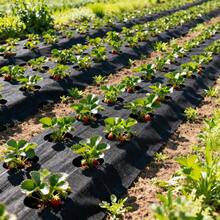 三孔双层透气防虫布 | 抗紫外线黑色无纺布，配5个地钉，适用于蔬菜、番茄、香草园，新型穿孔防虫布，农业控制布，温室、果园，黑色，多种尺寸 - 多色 - 查看 9