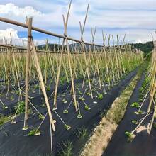 1pc 40g/㎡ Thick Black Pre-Punched Barrier Fabric, Breathable & Water Permeable, Suitable For Fruit, Vegetable, Tea Plantations Control, Strawberry Planting - Black Punch - View 9