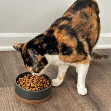 Mora Ceramic Pet Bowl Size Small - Food/Water Dish For Puppy Dogs, Cats, Guinea Pig, Rabbit, Hamster, Snake, Ect. 11oz Or 2 Cups - Basic Bowls For Your Dog Or Cat, Mix And Match For A Set - Charcoal - ColorA - 查看 5