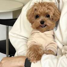 秋冬季宠物狗/猫保暖服，抓绒卫衣，适合泰迪犬、贵宾犬、比熊犬、小型犬/幼犬 - 卡其色 - 查看 4