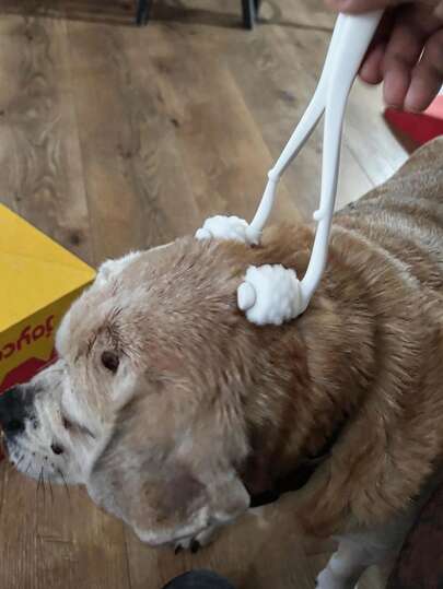 1件装终极宠物按摩工具，叉骨形状按摩器，用于宠物放松