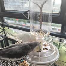 1pc 500ml Automatic Bird Feeder, Anti-Splash Parrot Food Container, Automatic Dispenser, Hanging Bird Cage Accessory - one-size - View 8