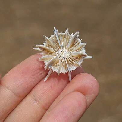 1 Stück zufällige Farbe seltene kleine Conchilienbank, Chrysanthemen-Seeigeldekor für Aquarium, seltene Sammlerstücke, elegante Heimdekoration