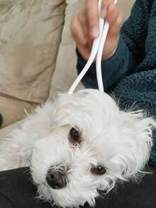 1件装终极宠物按摩工具，叉骨形状按摩器，用于宠物放松 - 白色 - 查看 3