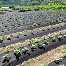 3.28ft Wide X 65.62ft Long Thick Black Barrier Fabric, Breathable & Permeable, Suitable For Fruit Orchard, Strawberry Planting, 1.18oz/Sq.Yd - Black Punch - View 7