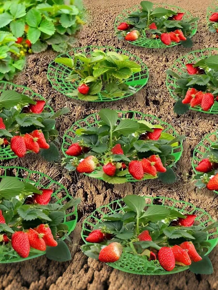 1/6/12pcs Strawberry Plant Support Racks With 3 Sturdy Legs Strawberry ...