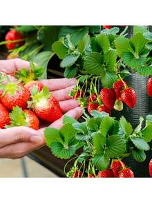 8-Pocket Hanging Strawberry Planting Bag, Made Of PE Material, With Perforated Planting Pockets, Household Multi-Pocket Fruit Cultivation Bag - Multicolor - View 7