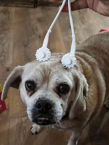 1件装终极宠物按摩工具，叉骨形状按摩器，用于宠物放松 - 白色 - 查看 2