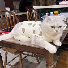 1pc Pet Clothes, Lightweight Sleeveless Cat Vest, Dog Sunscreen Clothes, Anti-Shedding, Anti-Licking, Summer - White - View 5