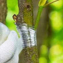 2卷可拉伸嫁接膜、嫁接胶、嫁接胶带、种植胶带，用于嫁接植物、修复树木和果树 - C - 查看 9